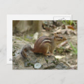 Nationaal Park Sweet Chipmunk Hot Springs Briefkaart (Voorkant / Achterkant)