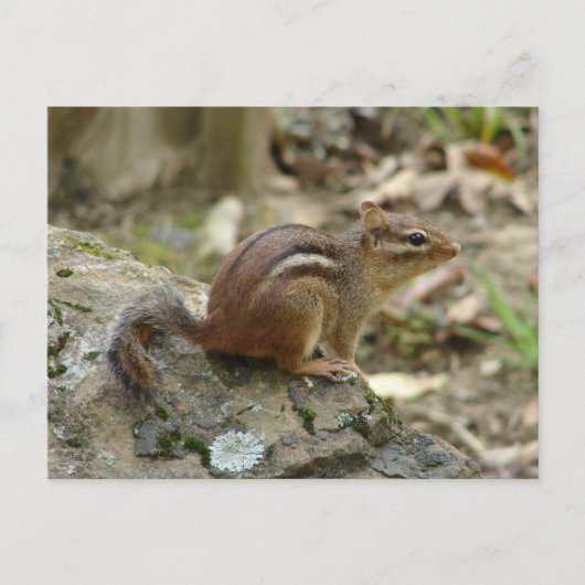 Nationaal Park Sweet Chipmunk Hot Springs Briefkaart (Voorkant)
