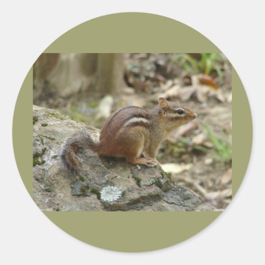 Nationaal Park Sweet Chipmunk Hot Springs Ronde Sticker (Voorkant)