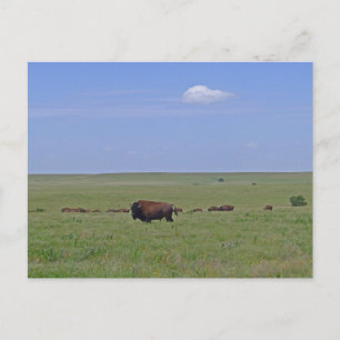Nationaal park Tallgras Prairie - Kansas Briefkaart