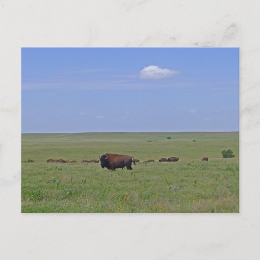 Nationaal park Tallgras Prairie - Kansas Briefkaart (Voorkant)