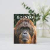 Nationaal park Tanjung Puting Indonesië Briefkaart (Staand voorkant)