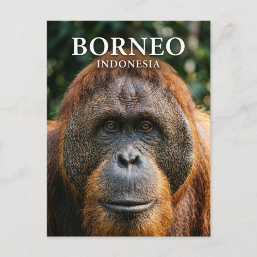 Nationaal park Tanjung Puting Indonesië Briefkaart (Voorkant)