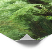 Nationaal park Tarra Bulga, Strzelecki Ranges Poster (Hoek)