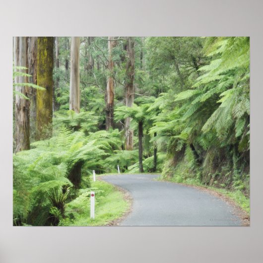 Nationaal park Tarra Bulga, Strzelecki Ranges Poster (Voorkant)