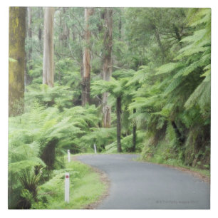 Nationaal park Tarra Bulga, Strzelecki Ranges Tegeltje