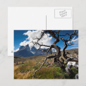 Nationaal park Torres del Paine, brandwerende bome Briefkaart (Voorkant / Achterkant)