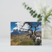 Nationaal park Torres del Paine, brandwerende bome Briefkaart (Staand voorkant)