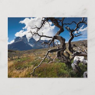 Nationaal park Torres del Paine, brandwerende bome Briefkaart