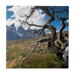 Nationaal park Torres del Paine, door brand bescha Tegeltje