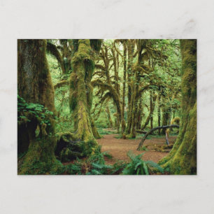 Nationaal Park van de Olympische Spelen, WA 2 Briefkaart