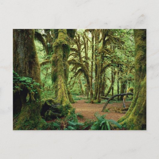 Nationaal Park van de Olympische Spelen, WA 2 Briefkaart (Voorkant)