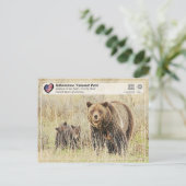 Nationaal park van geelsteen - Beer van Grizzly Briefkaart (Staand voorkant)
