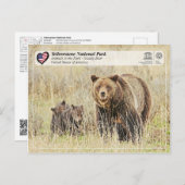Nationaal park van geelsteen - Beer van Grizzly Briefkaart (Voorkant / Achterkant)