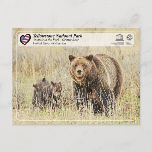 Nationaal park van geelsteen - Beer van Grizzly Briefkaart (Voorkant)