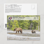 Nationaal park van geelsteen - Beer van Grizzly Briefkaart (Voorkant / Achterkant)