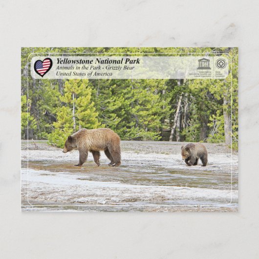 Nationaal park van geelsteen - Beer van Grizzly Briefkaart (Voorkant)