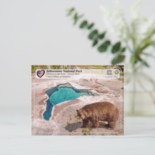 Nationaal park van geelsteen - Beer van Grizzly Briefkaart (Staand voorkant)