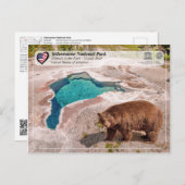 Nationaal park van geelsteen - Beer van Grizzly Briefkaart (Voorkant / Achterkant)