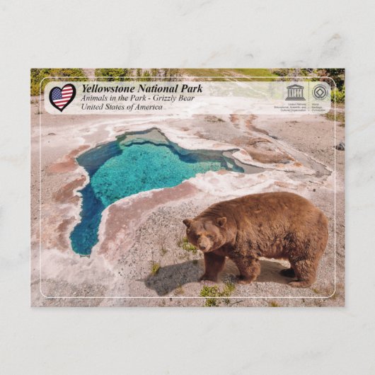 Nationaal park van geelsteen - Beer van Grizzly Briefkaart (Voorkant)