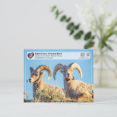 Nationaal park van geelsteen - Bighorn Sheep Briefkaart (Staand voorkant)