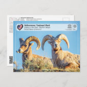 Nationaal park van geelsteen - Bighorn Sheep Briefkaart (Voorkant / Achterkant)
