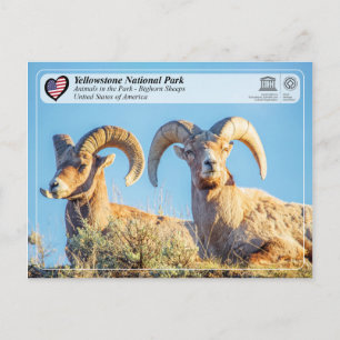 Nationaal park van geelsteen - Bighorn Sheep Briefkaart