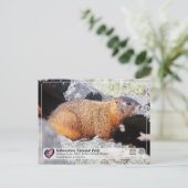 Nationaal park van geelsteen - geelbuik Marmot Briefkaart (Staand voorkant)