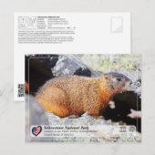 Nationaal park van geelsteen - geelbuik Marmot Briefkaart (Voorkant / Achterkant)