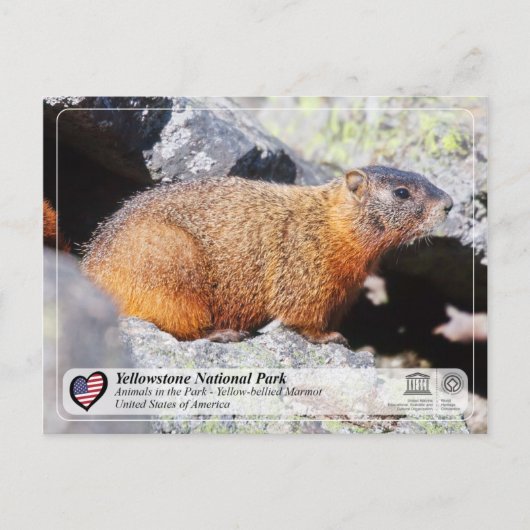 Nationaal park van geelsteen - geelbuik Marmot Briefkaart (Voorkant)