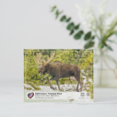 Nationaal park van geelsteen - Moose Briefkaart (Staand voorkant)