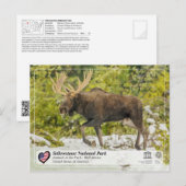 Nationaal park van geelsteen - Moose Briefkaart (Voorkant / Achterkant)
