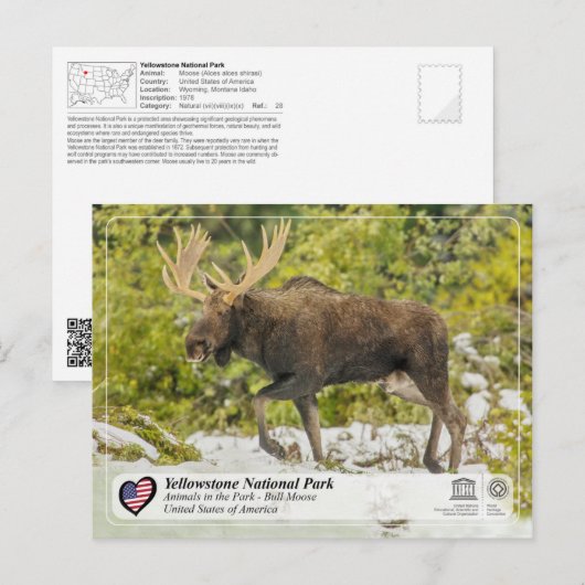 Nationaal park van geelsteen - Moose Briefkaart (Voorkant / Achterkant)