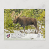 Nationaal park van geelsteen - Moose Briefkaart (Voorkant)