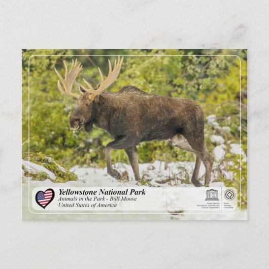 Nationaal park van geelsteen - Moose Briefkaart (Voorkant)