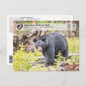 Nationaal park van geelsteen - Zwart Beer Briefkaart (Voorkant / Achterkant)