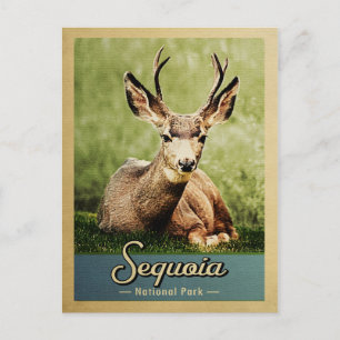 Nationaal park van het Sequoia Deer Vintage Briefkaart