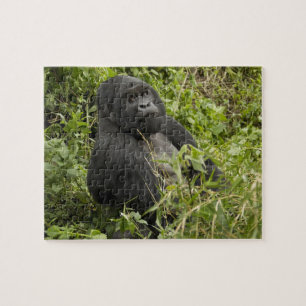 Nationaal park Volcanoes, berggorilla Legpuzzel