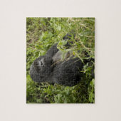 Nationaal park Volcanoes, berggorilla Legpuzzel (Verticaal)