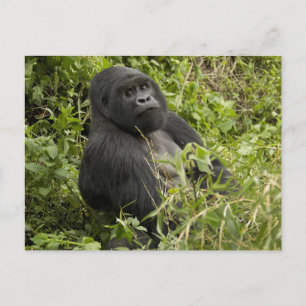Nationaal park Volcanoes, Mountain Gorilla Briefkaart