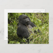Nationaal park Volcanoes, Mountain Gorilla Briefkaart (Voorkant / Achterkant)