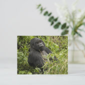 Nationaal park Volcanoes, Mountain Gorilla Briefkaart (Staand voorkant)