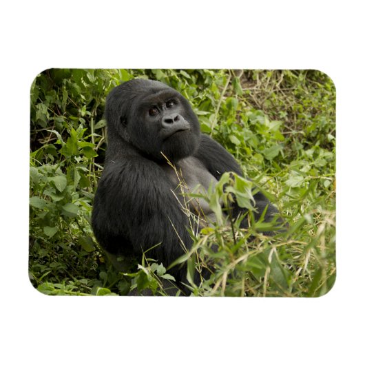 Nationaal park Volcanoes, Mountain Gorilla Magneet (Horizontaal)