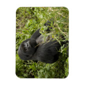 Nationaal park Volcanoes, Mountain Gorilla Magneet (Verticaal)