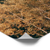 Nationaal park voor de bosbouw in het Banff Poster (Hoek)