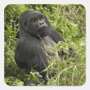 Nationaal park Vulkanen, berggorilla Vierkante Sticker