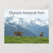 Nationaal Park Wildlife Travel Foto Briefkaart (Voorkant)