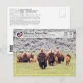 Nationaal Park Yellowstone - Amerikaans gif Briefkaart (Voorkant / Achterkant)