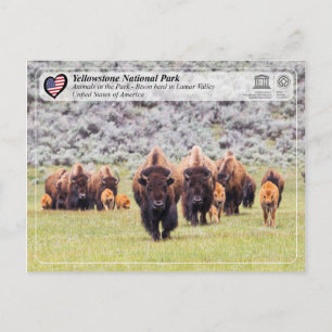 Nationaal Park Yellowstone - Amerikaans gif Briefkaart