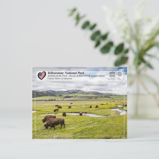 Nationaal Park Yellowstone - Amerikaans gif Briefkaart (Staand voorkant)